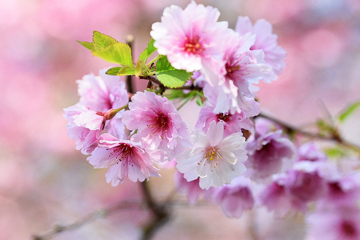 春分开什么花_春女暖花开吧_木崎实花春原未来