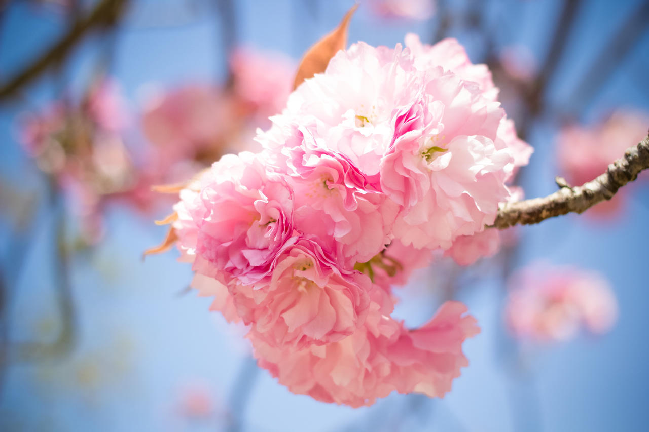 春女暖花开吧_春分开什么花_木崎实花春原未来