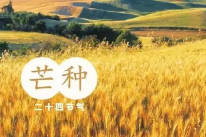 芒种是几月几号2021年_芒种是几月几号到几月几号_芒种是几月几号