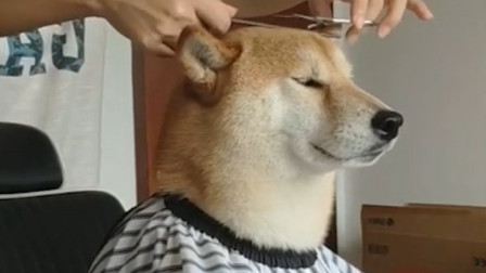葛优躺动态表情_葛优躺表情包_葛优躺表情代表什么意思
