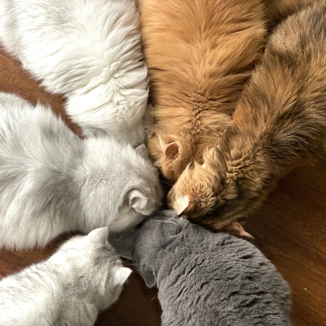盯裆猫_盯裆猫_盯裆猫