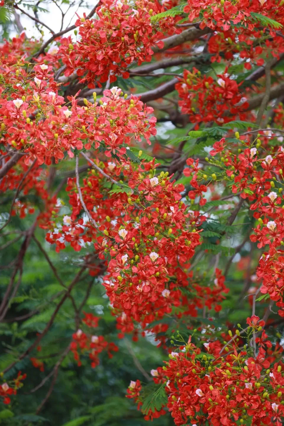 花右京女仆队_花右京女仆队_花右京女仆队