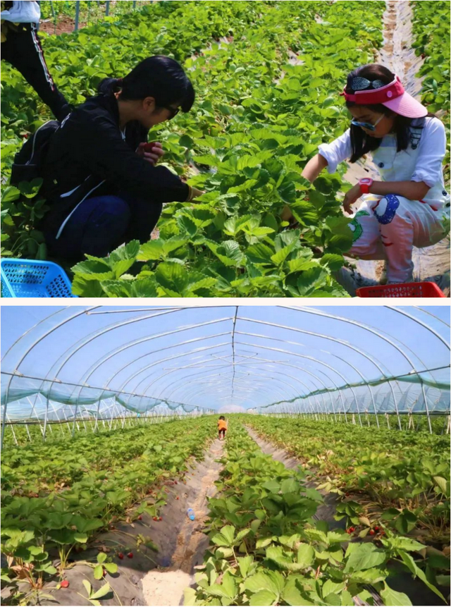 农场app游戏_农场游戏视频_手机农场游戏直播